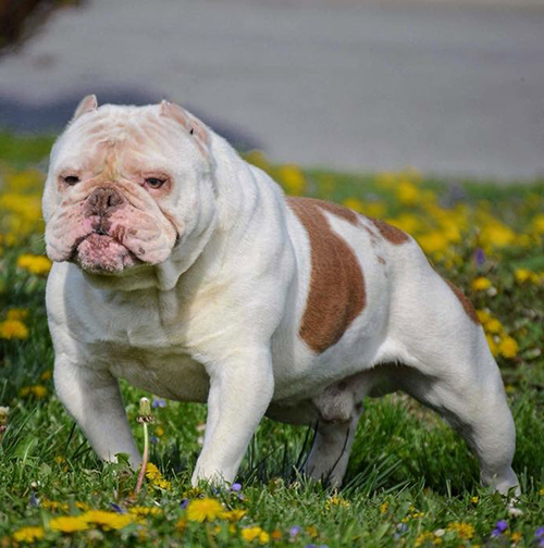 Olde English Bulldogge - TheOBKC